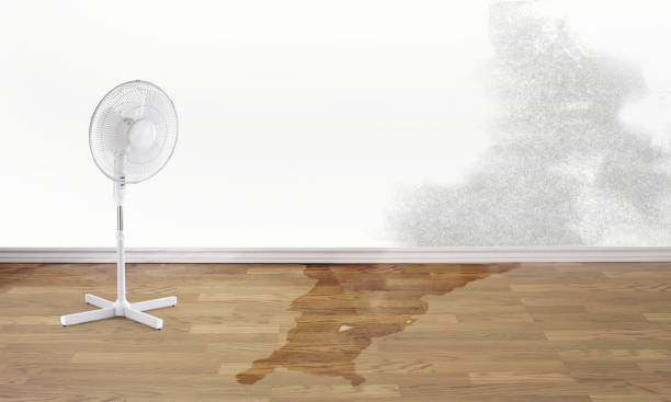 Best Water damage cleanup near me  in Scotchtown, NY